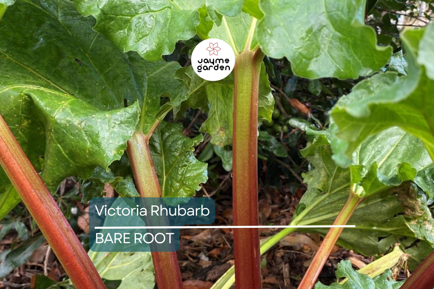 Victoria Rhubarb Crowns – Bare Root, Perfect for Pies & Jams
