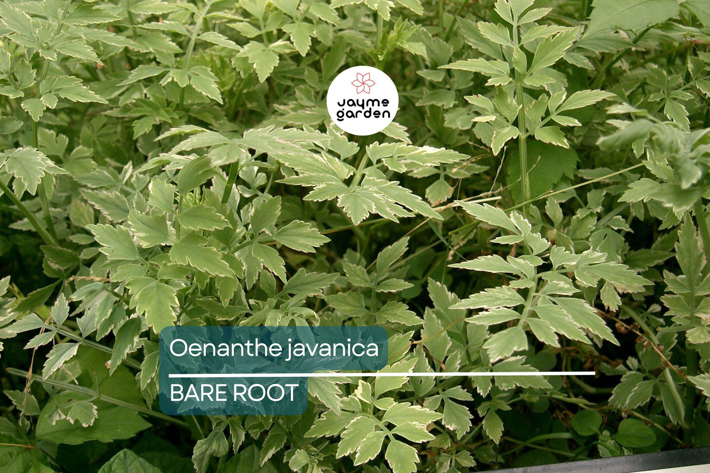 20 Bare Root Oenanthe Javanica (Water Celery) 5”-6”, Minari, Korean Watercress, Fresh Edible Herb, Shade & Sun Tolerant