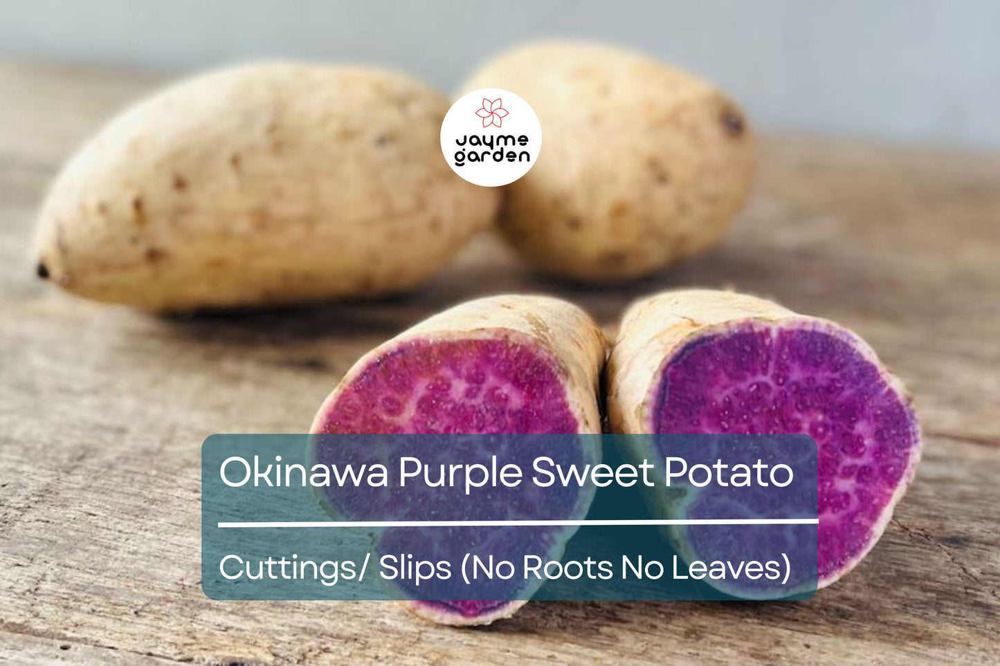 10 Hawaii Okinawa Purple Sweet Potato Slips - Khoai Lang Tim - No Roots, No Leaves, Easy to Grow Unroot Cuttings, Fast Growing