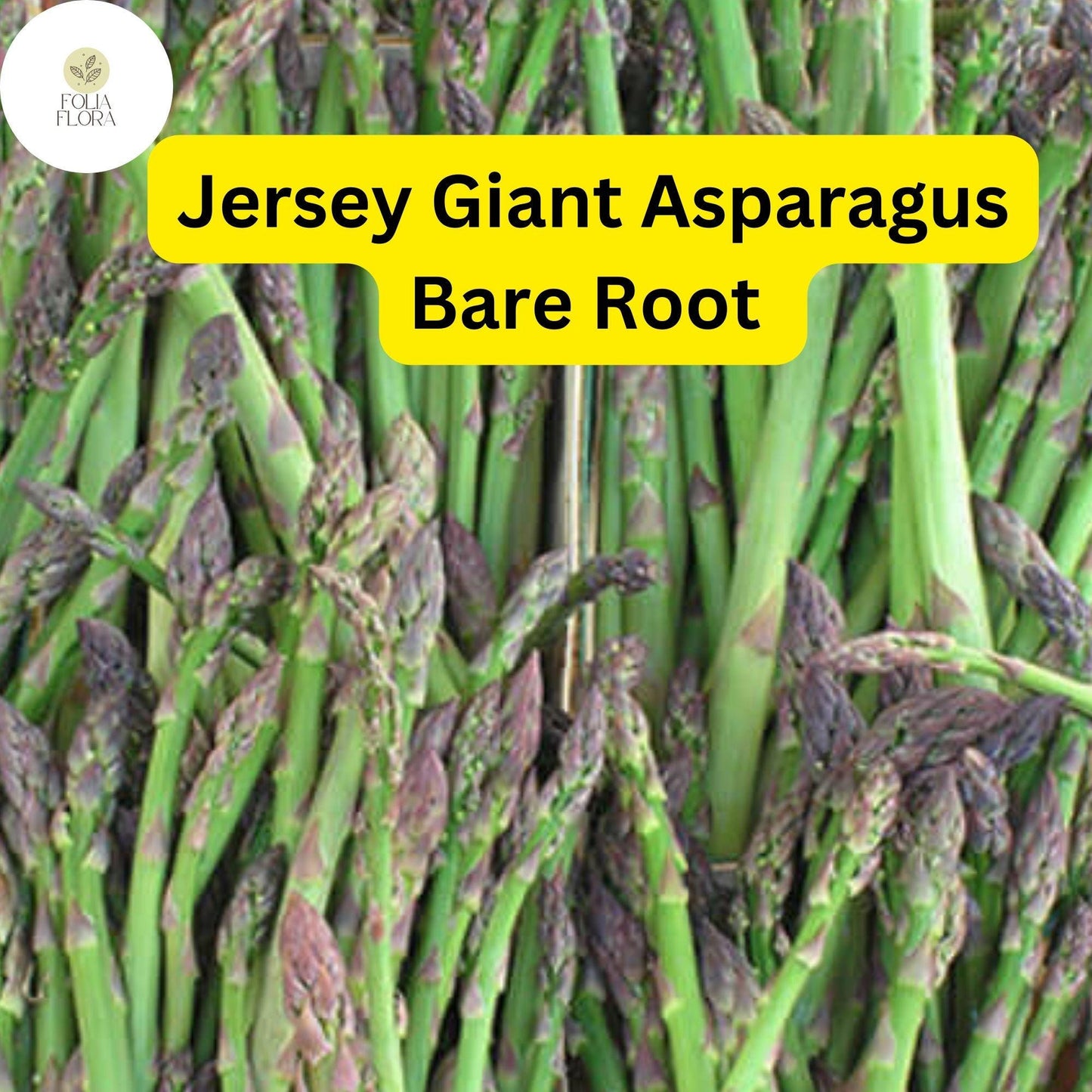 Bare Root Plants Jersey Giant Live Asparagus, 2-Year Crowns, Asparagus officinalis, Easy to Grow Garden Vegetable
