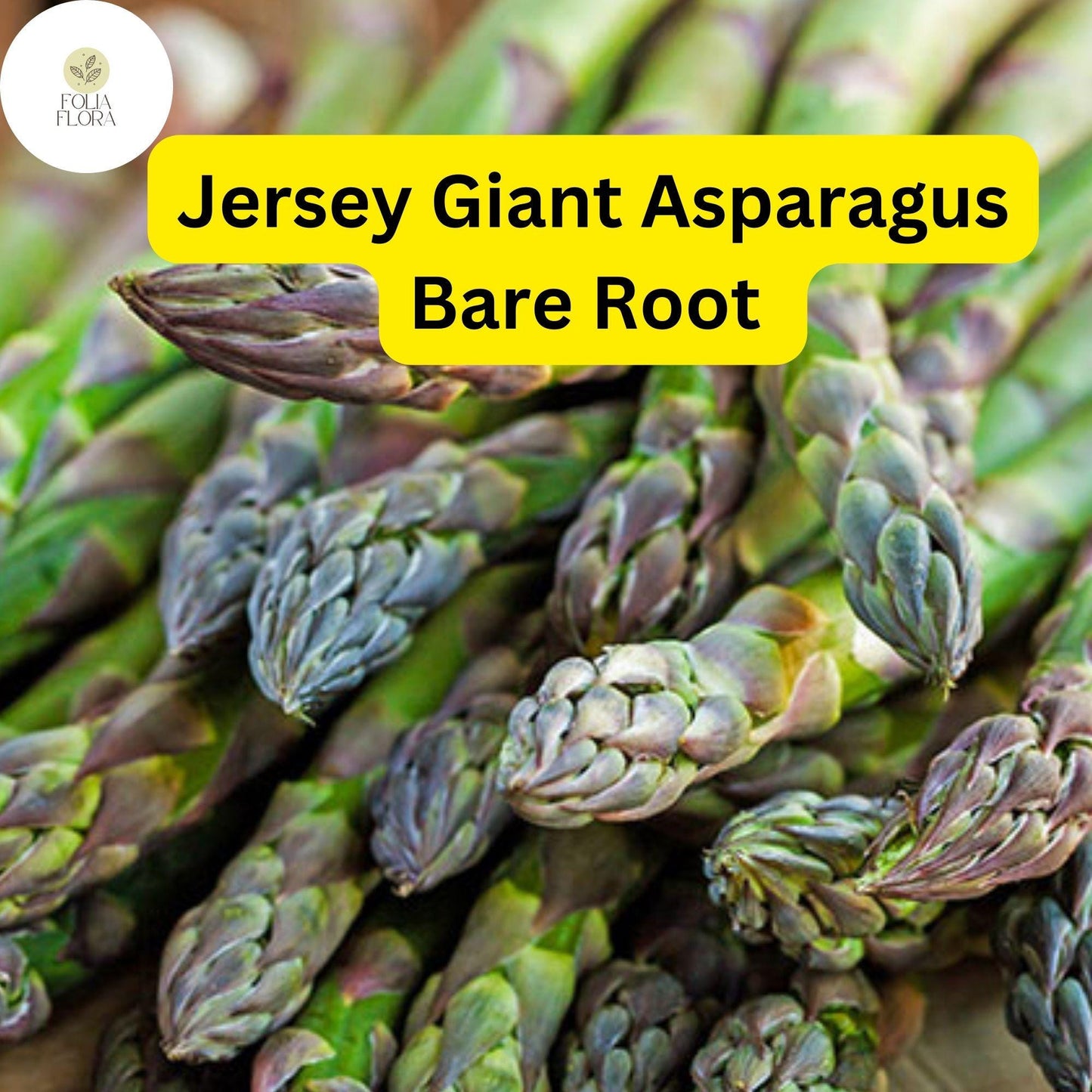 Bare Root Plants Jersey Giant Live Asparagus, 2-Year Crowns, Asparagus officinalis, Easy to Grow Garden Vegetable