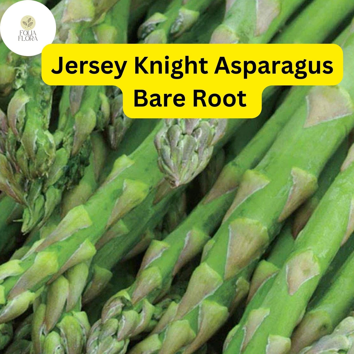 Jersey Knight Live Asparagus Bare Root Plants, 2-Year Crowns, Asparagus officinalis, High-Yield, Easy to Grow