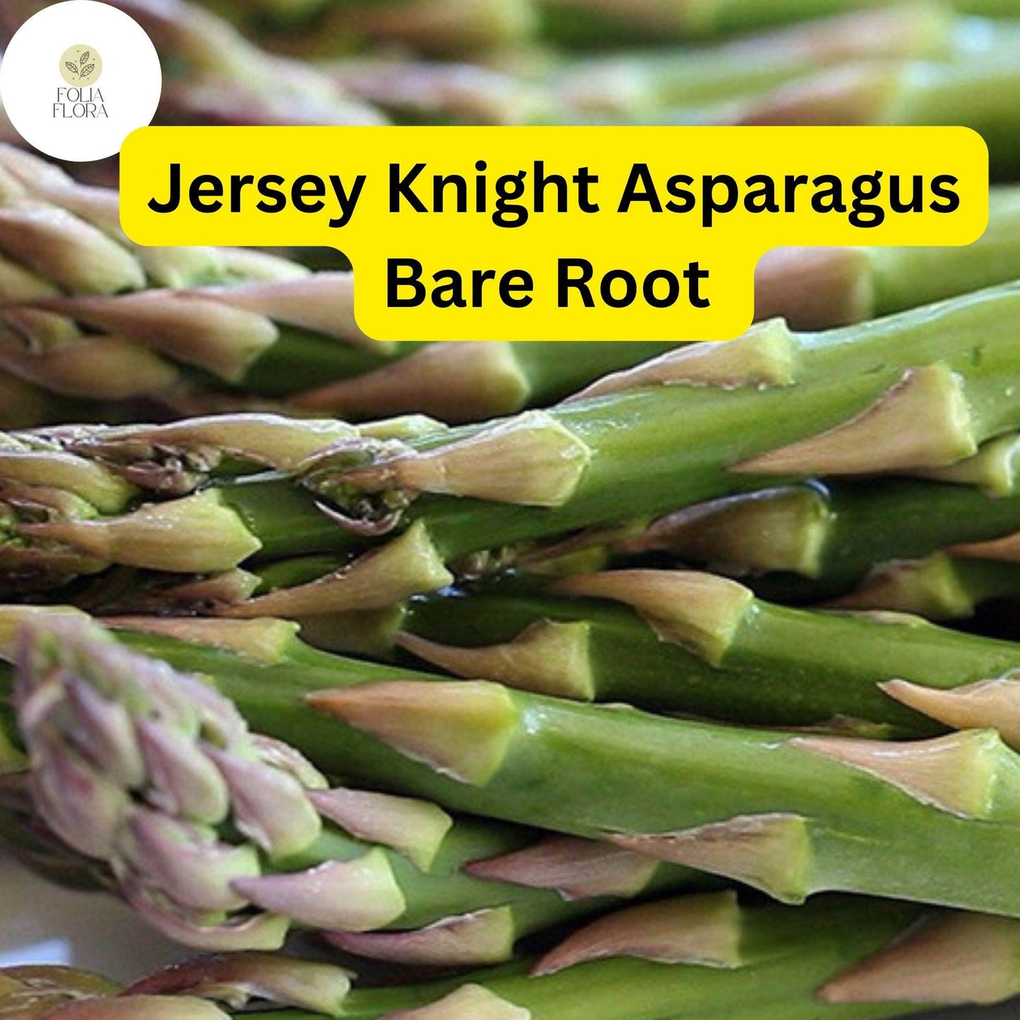 Jersey Knight Live Asparagus Bare Root Plants, 2-Year Crowns, Asparagus officinalis, High-Yield, Easy to Grow