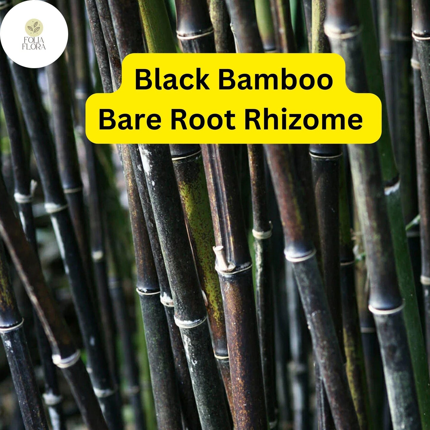 Black Bamboo Phyllostachys Nigra, Live Bare Root Plant (3 Fresh Rhizomes), Ornamental Privacy Screen