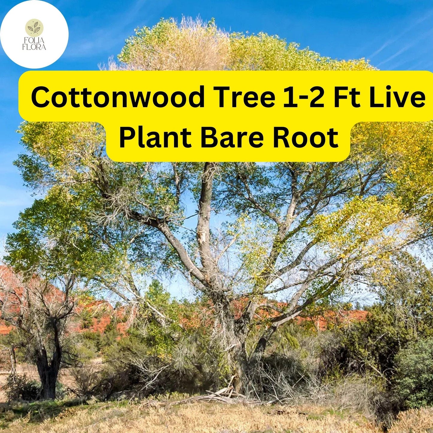 1 Live Plant Bare Root Cottonwood Tree 1-2 Feet, Populus deltoides, Super Fast-Growing Shade Tree