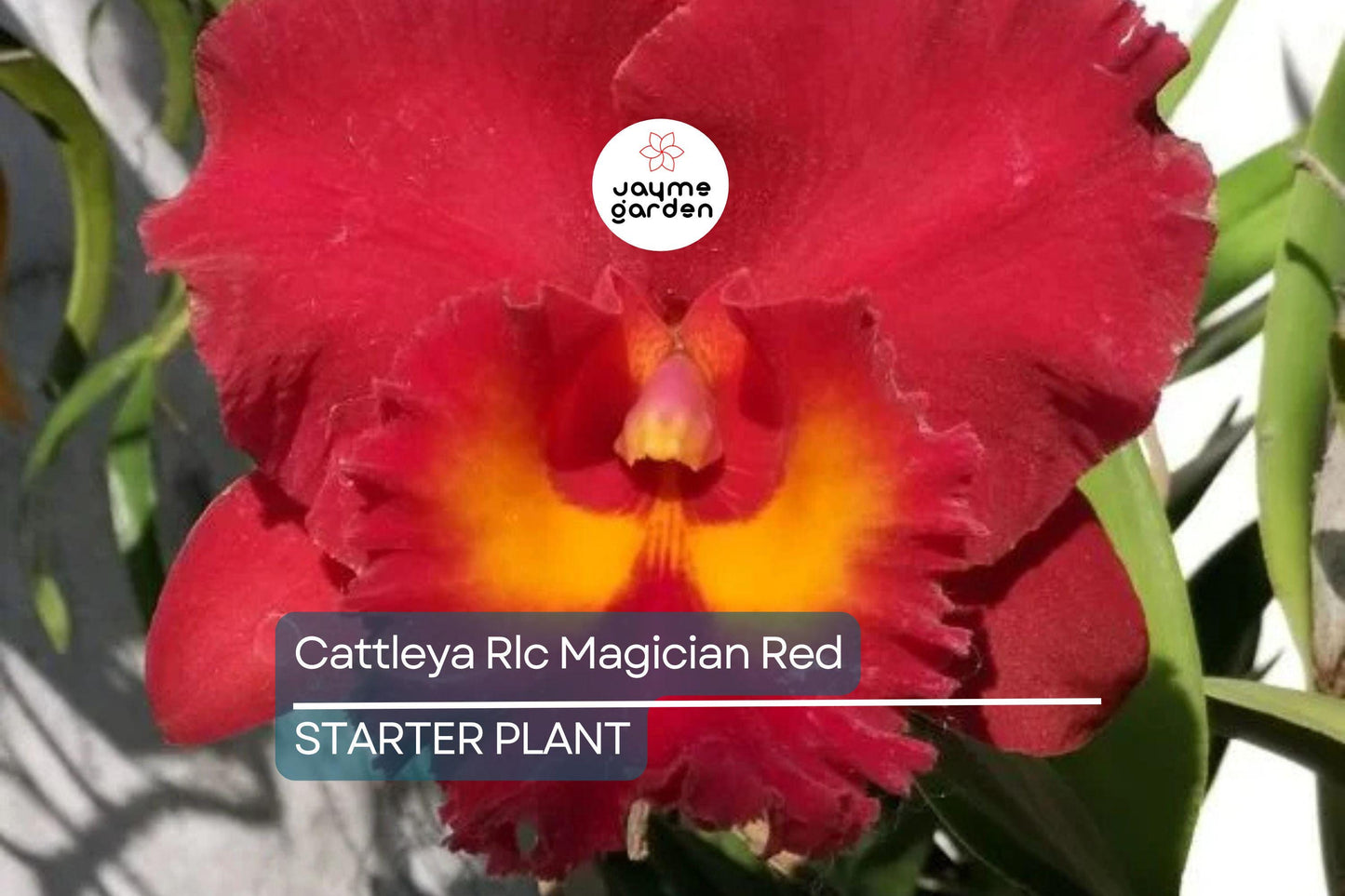 Cattleya Rlc Magician Red | Live Orchid Plant | Stunning Red Blooms | Tropical Seedling in 2B23 Pot | Indoor & Outdoor Beauty