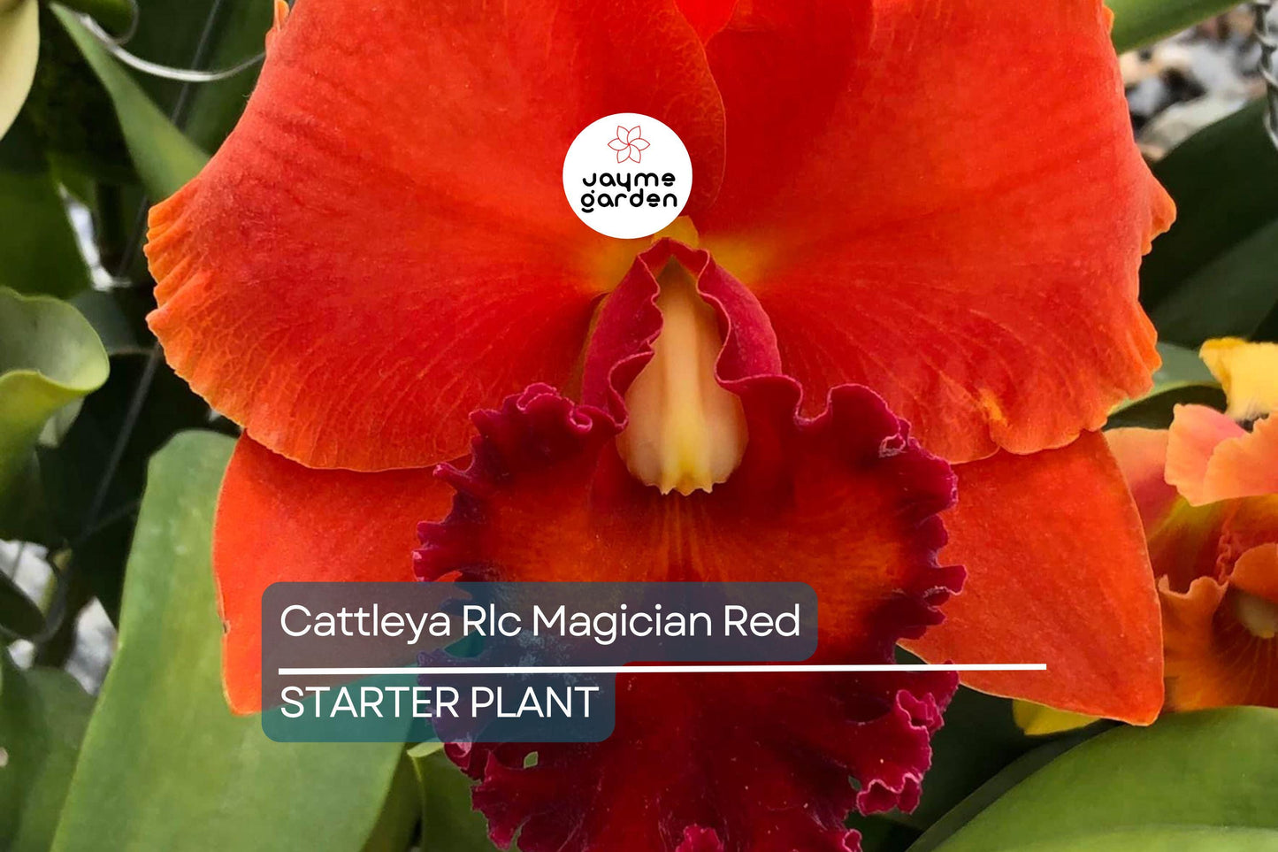 Cattleya Rlc Magician Red | Live Orchid Plant | Stunning Red Blooms | Tropical Seedling in 2B23 Pot | Indoor & Outdoor Beauty