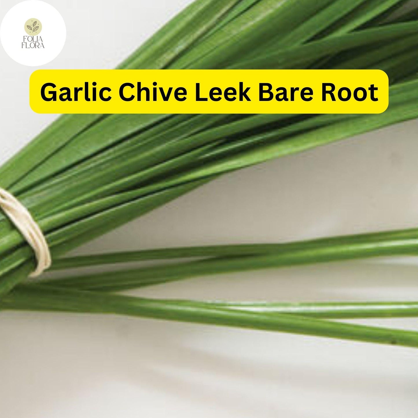 70 Live Garlic Chive Leek Plants, Bare Root, Edible Herb, Perennial, Organic Gardening