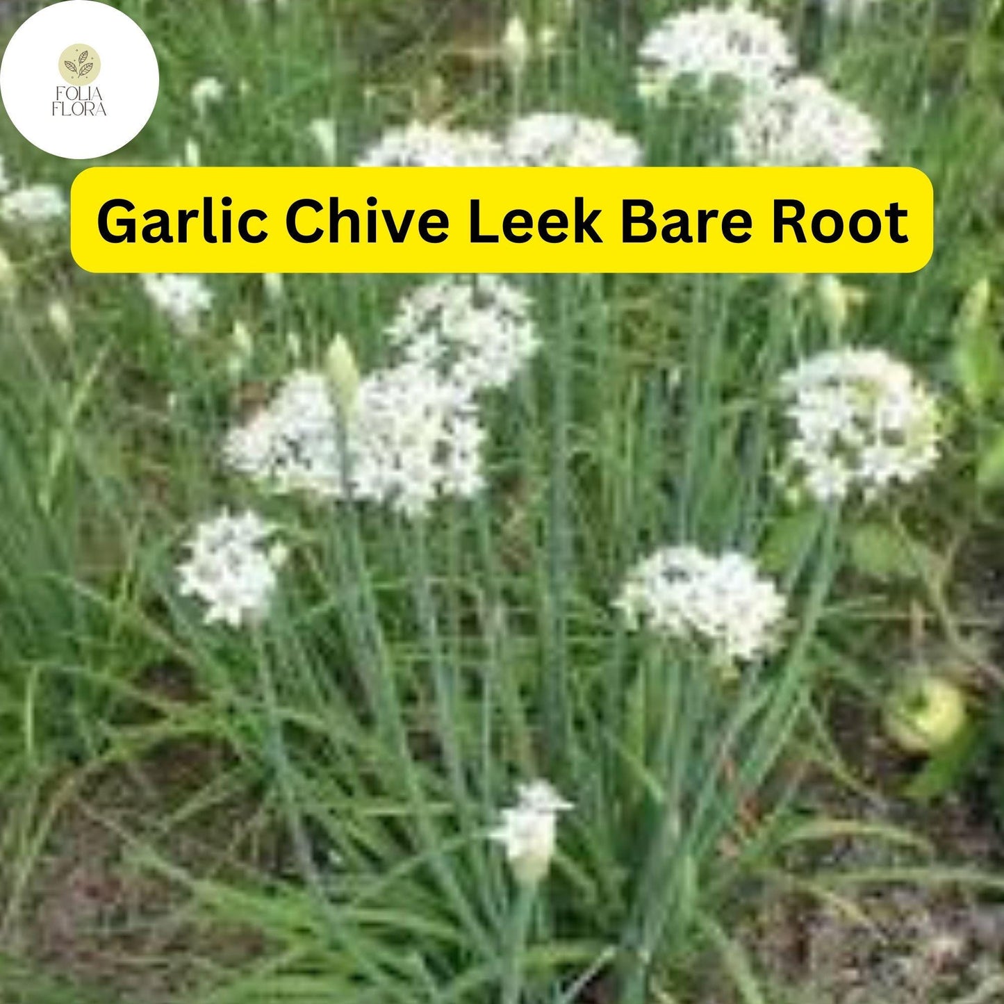 70 Live Garlic Chive Leek Plants, Bare Root, Edible Herb, Perennial, Organic Gardening