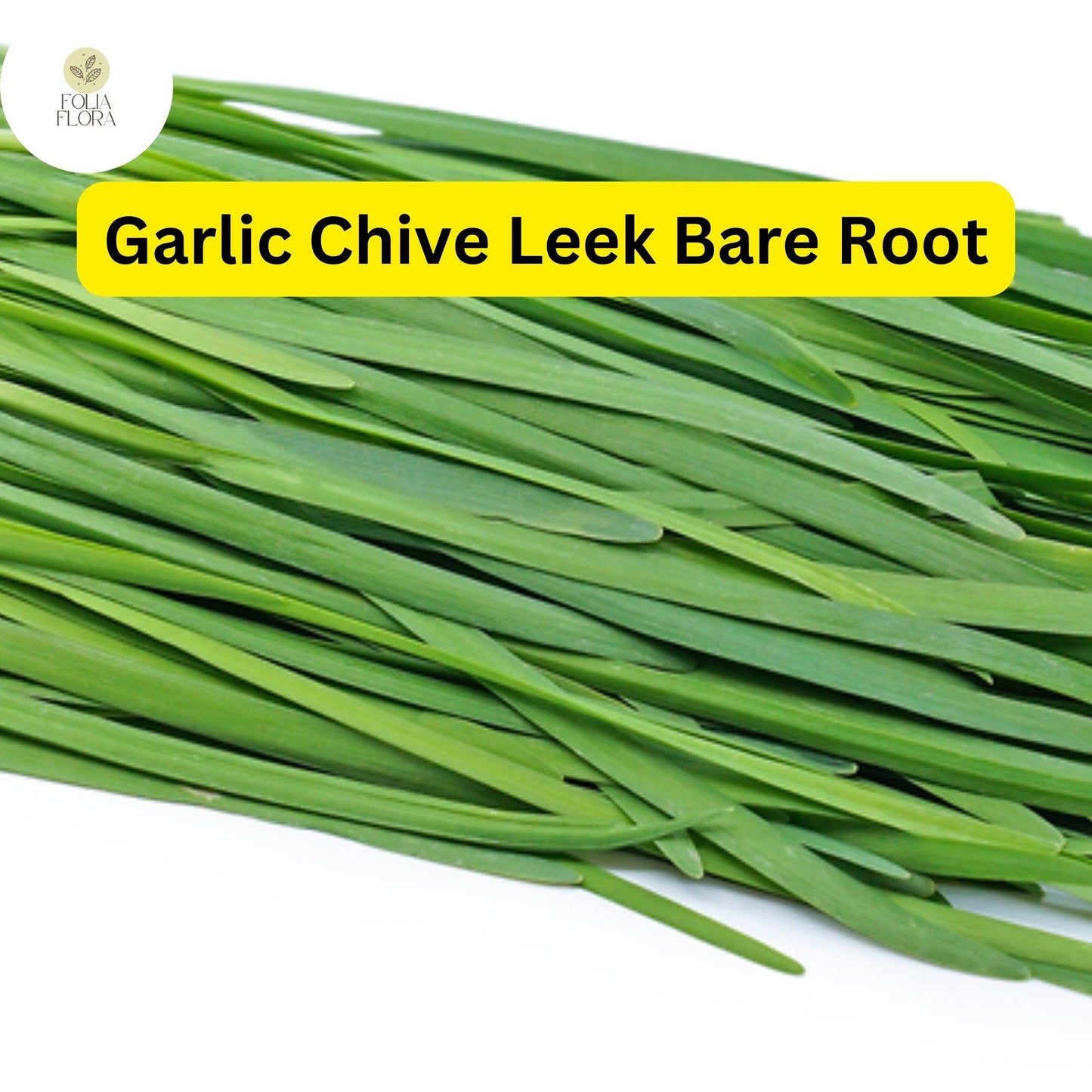 70 Live Garlic Chive Leek Plants, Bare Root, Edible Herb, Perennial, Organic Gardening