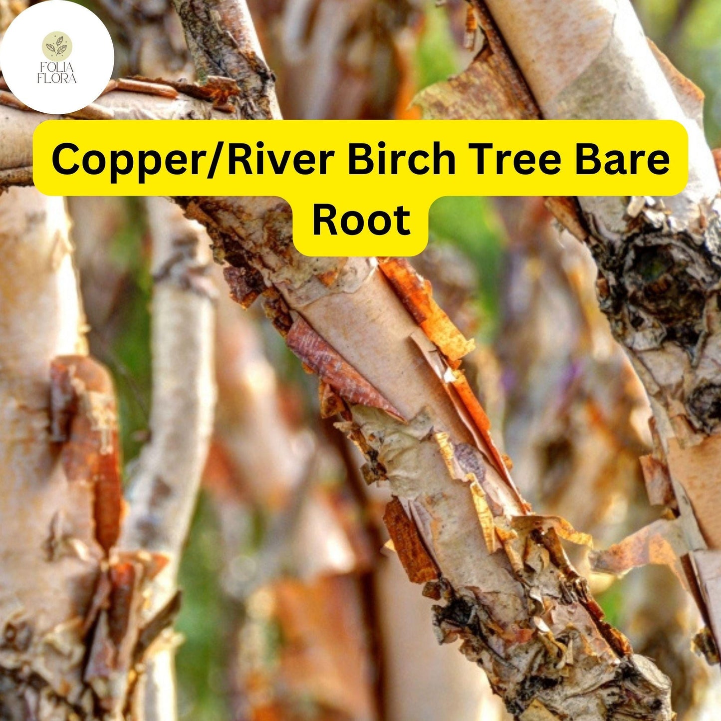 1 Live Bare Root Plant Copper/River Birch Tree, Betula nigra, 2-3 Feet Tall, Hardy Ornamental Shade Tree