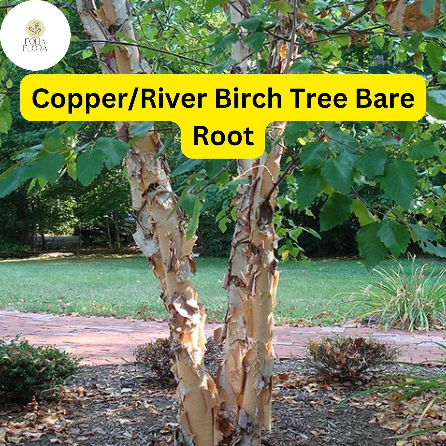 1 Live Bare Root Plant Copper/River Birch Tree, Betula nigra, 2-3 Feet Tall, Hardy Ornamental Shade Tree