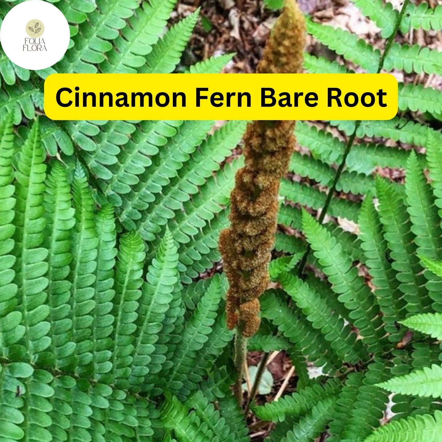 3 Bare Root Plants Small Cinnamon Ferns, Osmunda cinnamomea, Hardy Perennial Ferns for Shade Gardens