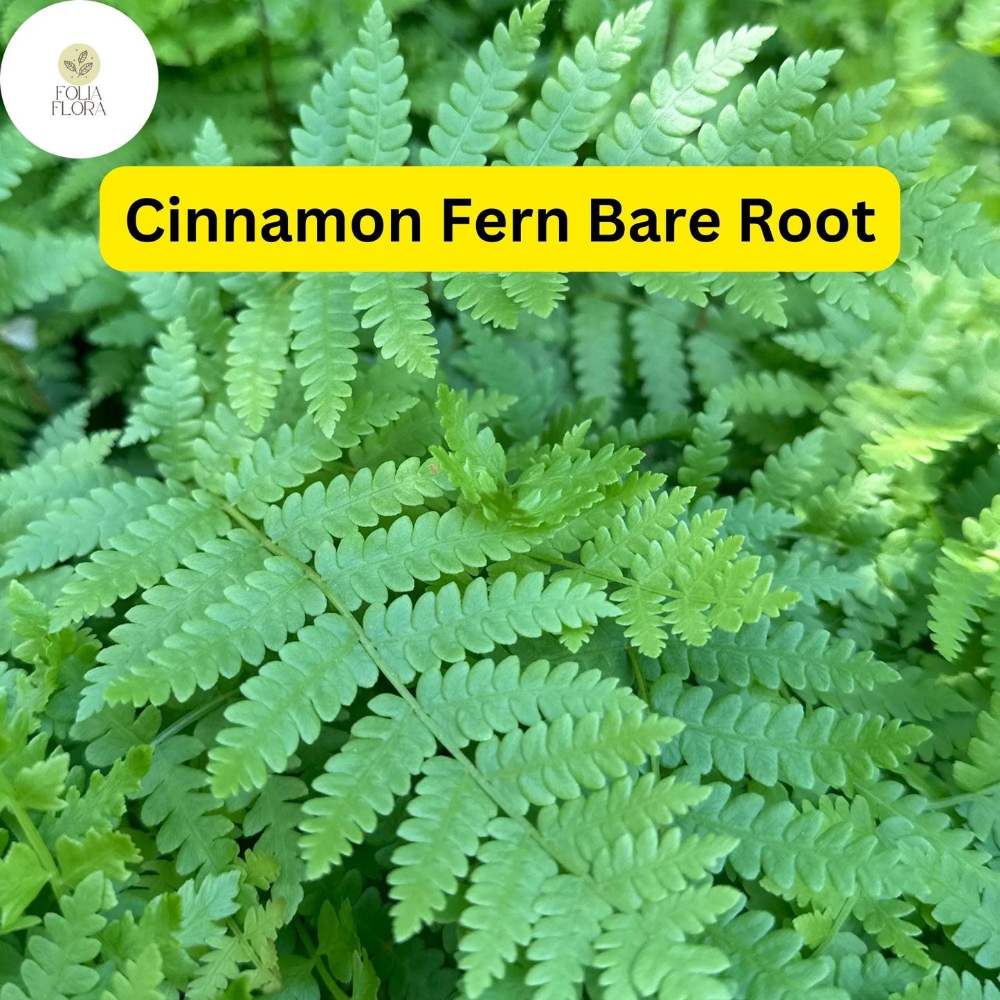3 Bare Root Plants Small Cinnamon Ferns, Osmunda cinnamomea, Hardy Perennial Ferns for Shade Gardens