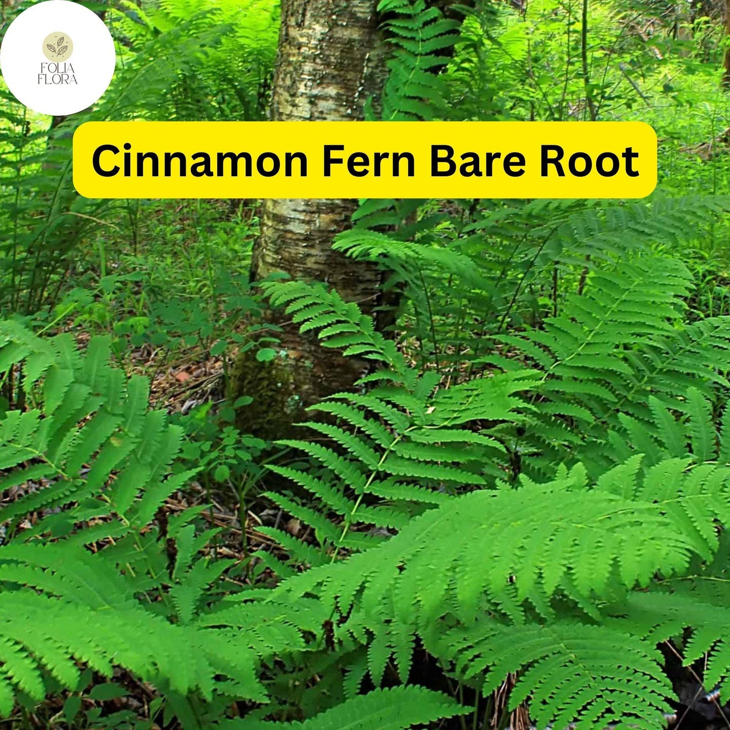 3 Bare Root Plants Small Cinnamon Ferns, Osmunda cinnamomea, Hardy Perennial Ferns for Shade Gardens