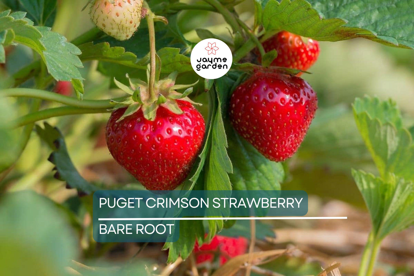 10 Puget Crimson Strawberry Plants - Bare Root | Large Berries | Sweet Flavor | High Yield | USDA Zones 6-10