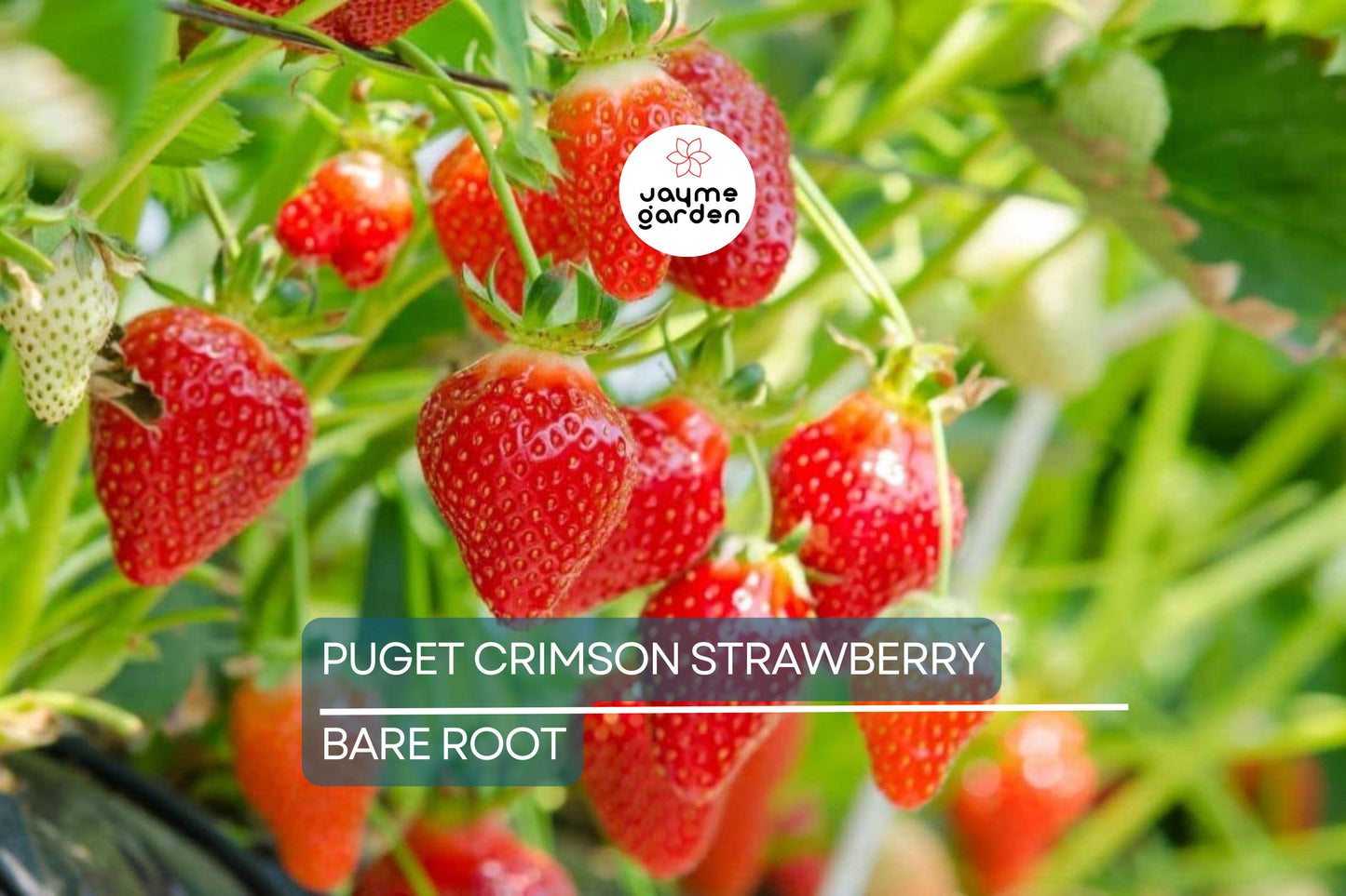 10 Puget Crimson Strawberry Plants - Bare Root | Large Berries | Sweet Flavor | High Yield | USDA Zones 6-10