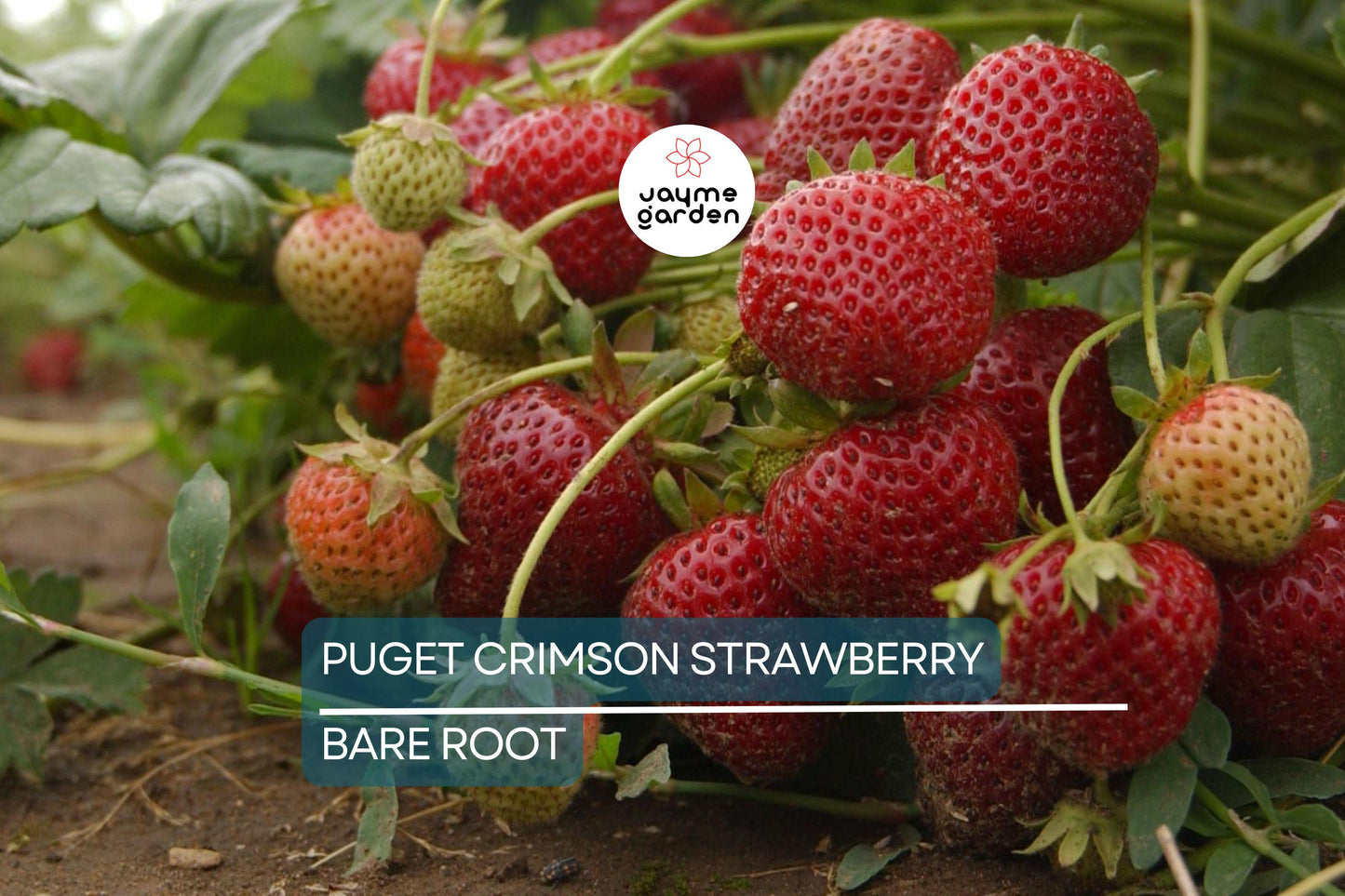 10 Puget Crimson Strawberry Plants - Bare Root | Large Berries | Sweet Flavor | High Yield | USDA Zones 6-10