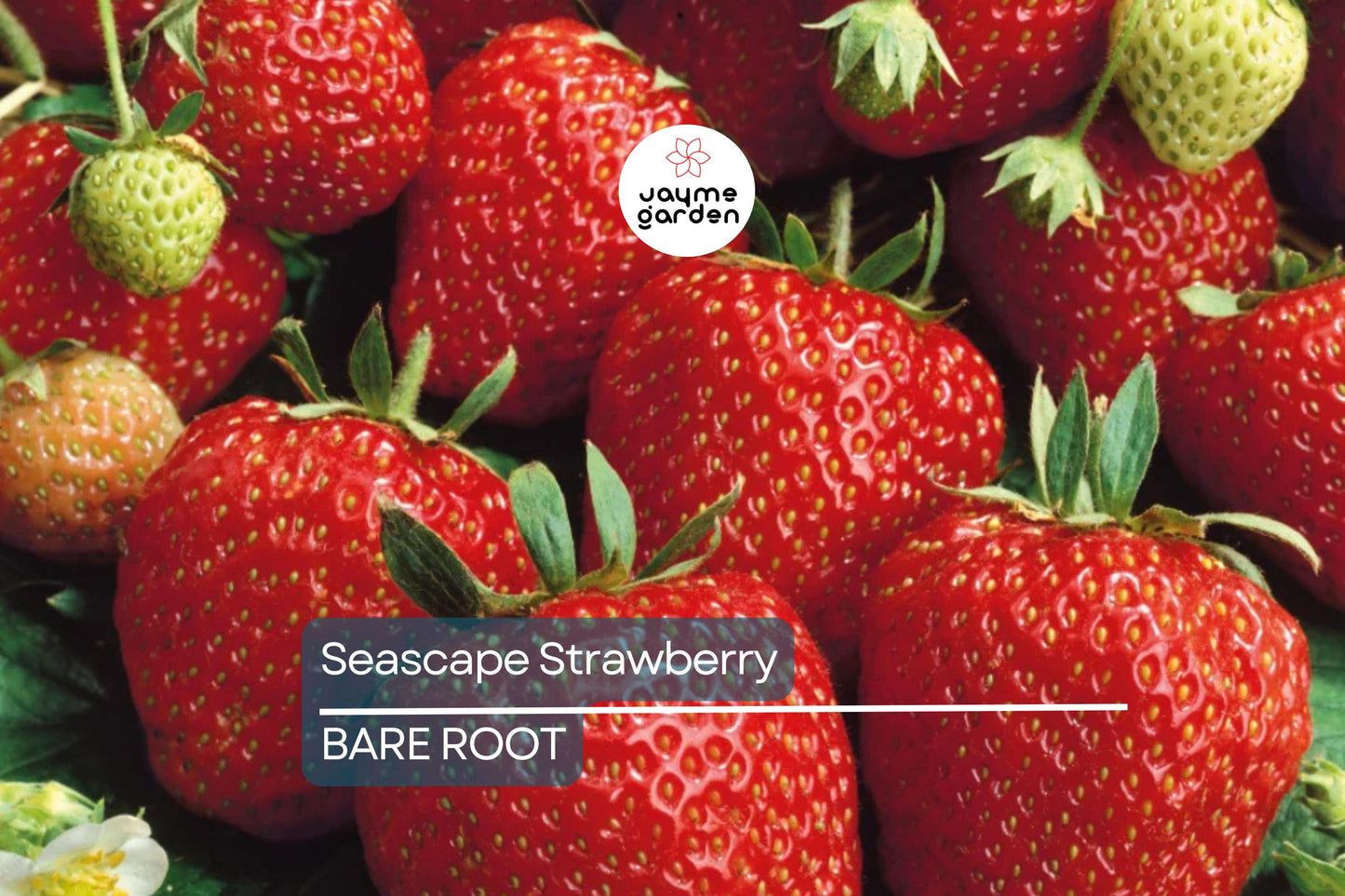 Seascape Strawberry Bareroot Plants | Everbearing | 10 Live Plants | Sweet & Juicy | USDA Zones 4-9 | High Yield and Disease Resistant
