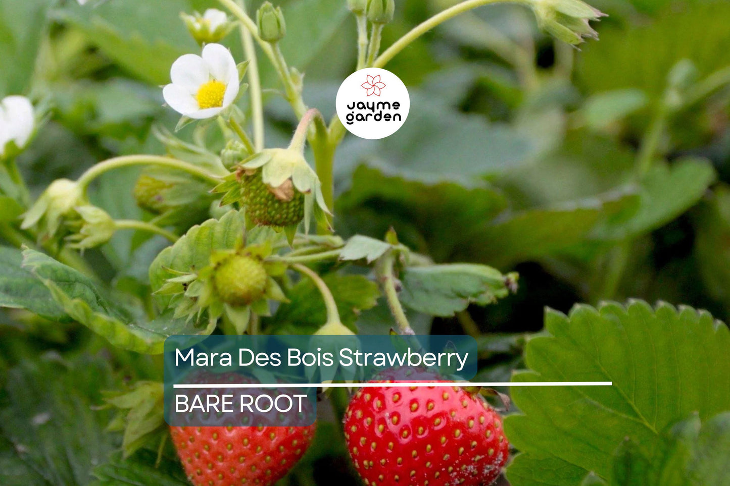 12 Mara Des Bois Strawberry Plants | Everbearing | Bare Root | Super Sweet & Fragrant | USDA Zones 4-9 | High Yield | Great for Containers