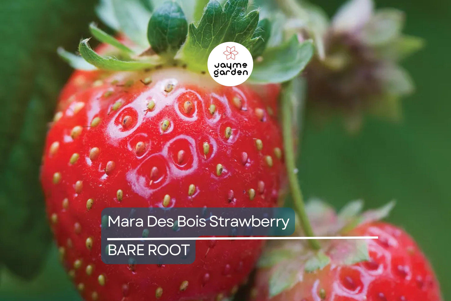 12 Mara Des Bois Strawberry Plants | Everbearing | Bare Root | Super Sweet & Fragrant | USDA Zones 4-9 | High Yield | Great for Containers