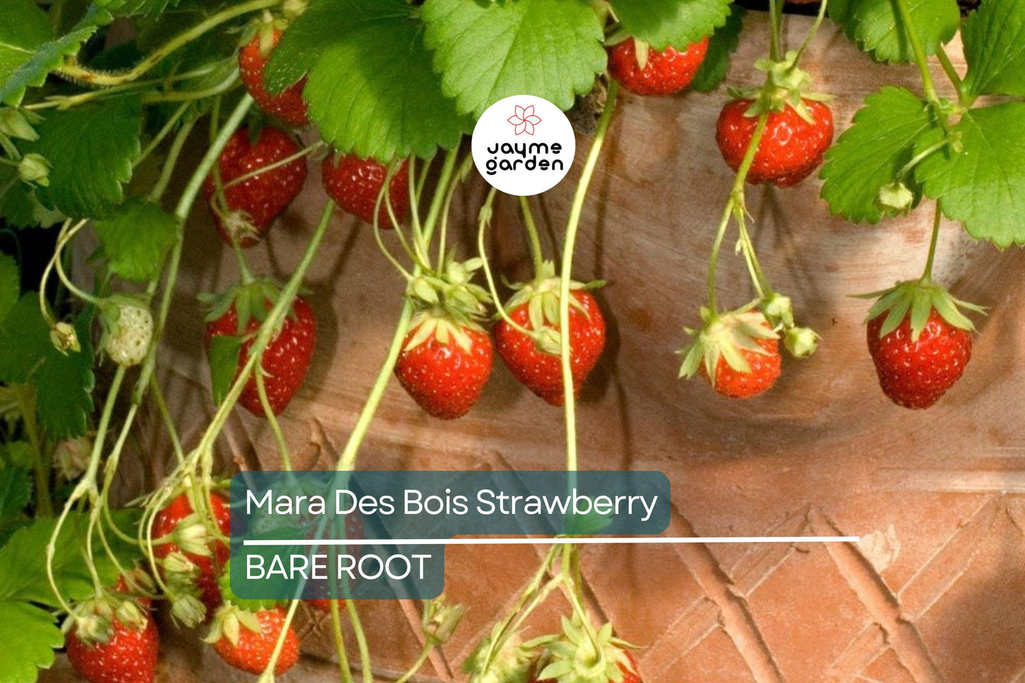 12 Mara Des Bois Strawberry Plants | Everbearing | Bare Root | Super Sweet & Fragrant | USDA Zones 4-9 | High Yield | Great for Containers