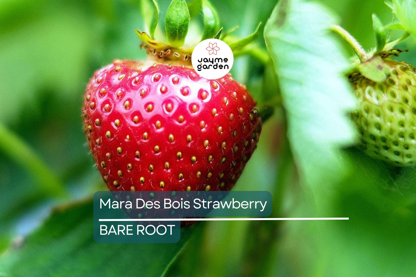 12 Mara Des Bois Strawberry Plants | Everbearing | Bare Root | Super Sweet & Fragrant | USDA Zones 4-9 | High Yield | Great for Containers