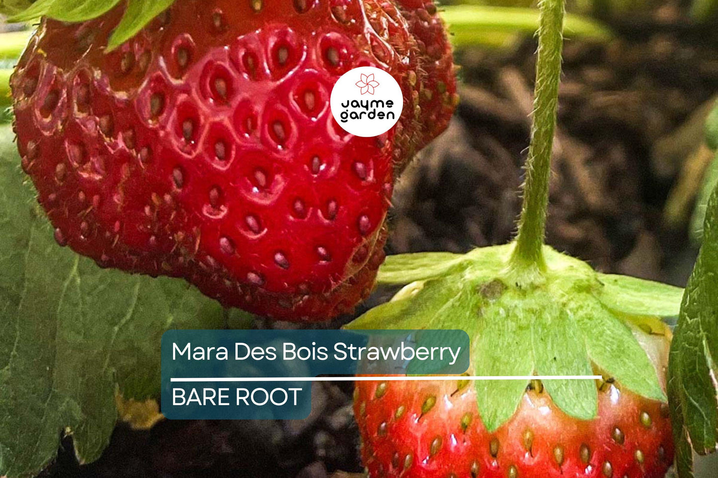 12 Mara Des Bois Strawberry Plants | Everbearing | Bare Root | Super Sweet & Fragrant | USDA Zones 4-9 | High Yield | Great for Containers