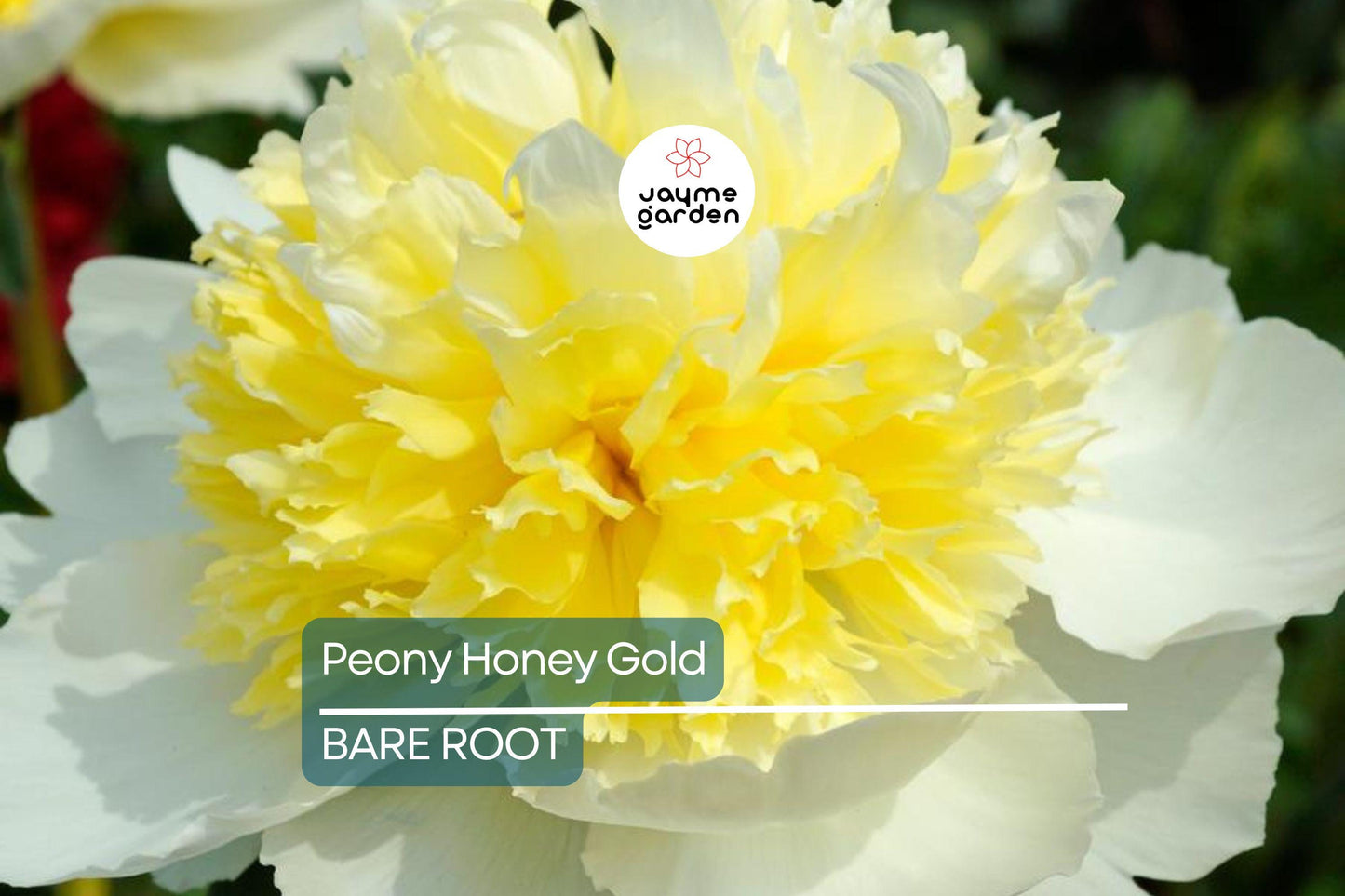 Peony Honey Gold | Bare Root | 2+ Eyes | Fragrant White & Gold Blooms | Perennial for Zones 3-8 | Stunning Mid-Spring Flowers