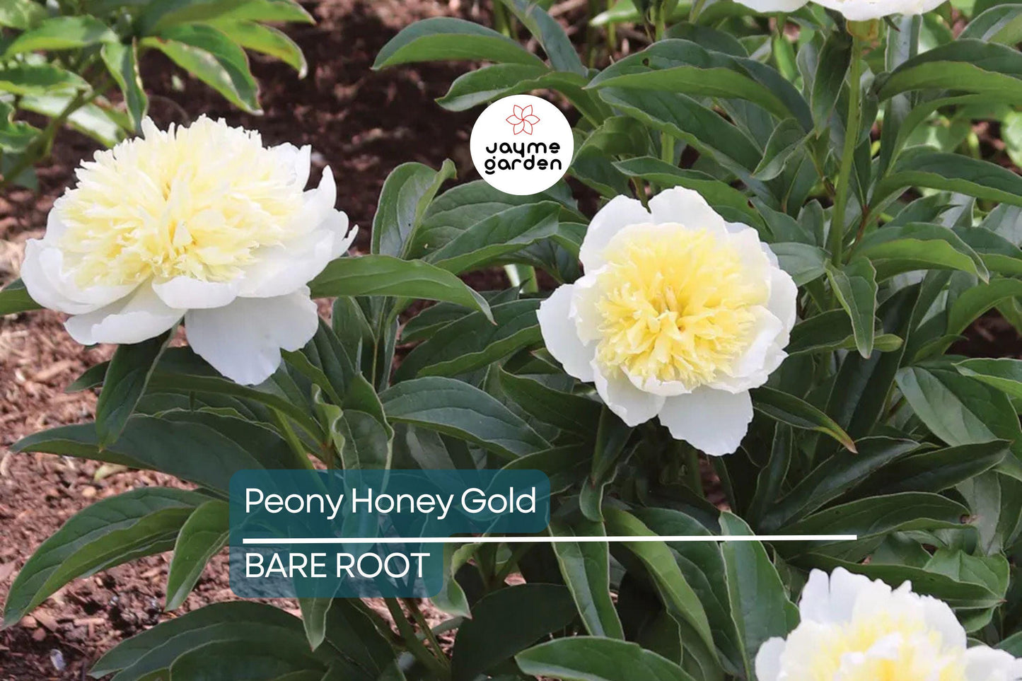 Peony Honey Gold | Bare Root | 2+ Eyes | Fragrant White & Gold Blooms | Perennial for Zones 3-8 | Stunning Mid-Spring Flowers
