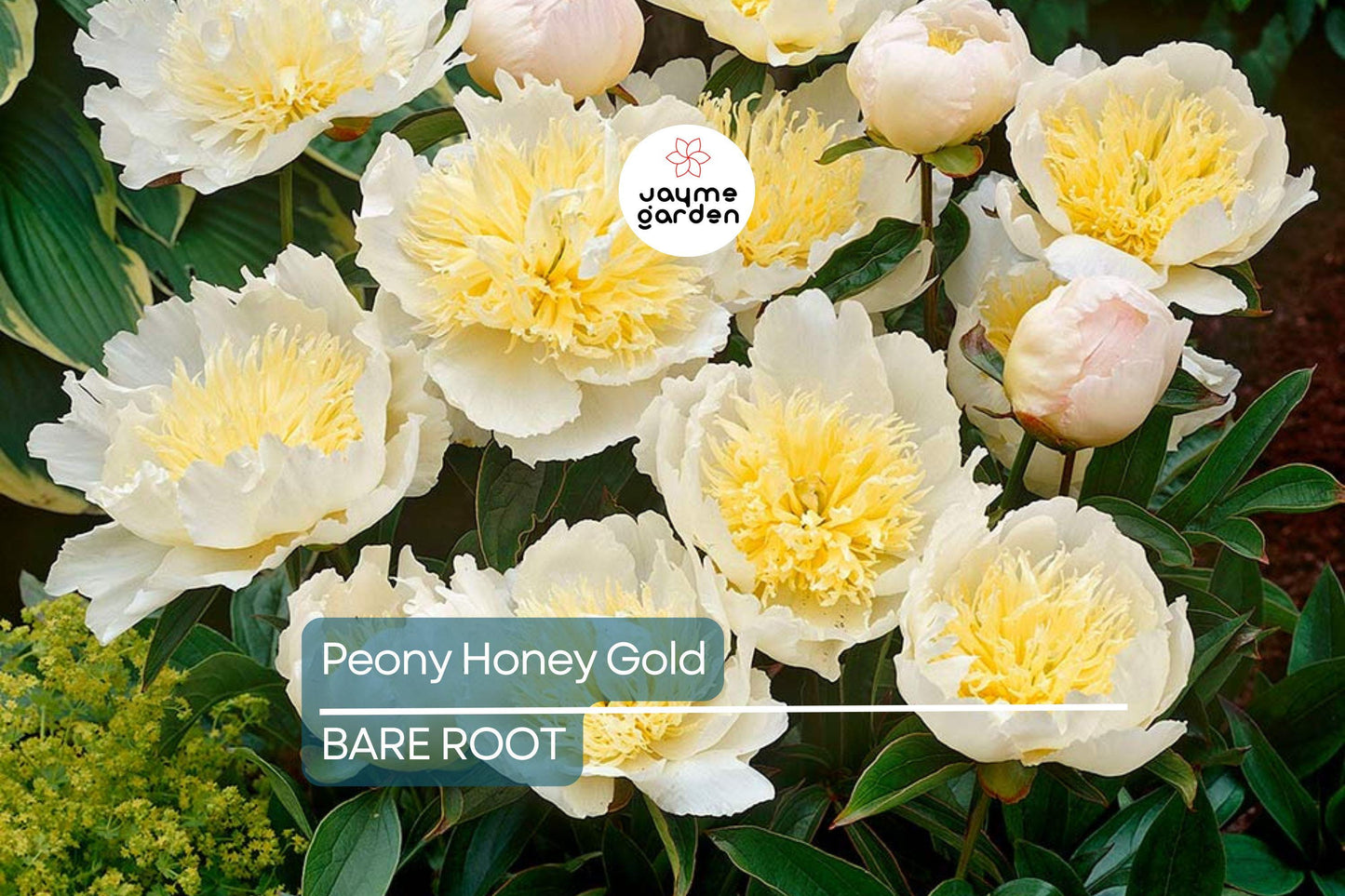 Peony Honey Gold | Bare Root | 2+ Eyes | Fragrant White & Gold Blooms | Perennial for Zones 3-8 | Stunning Mid-Spring Flowers