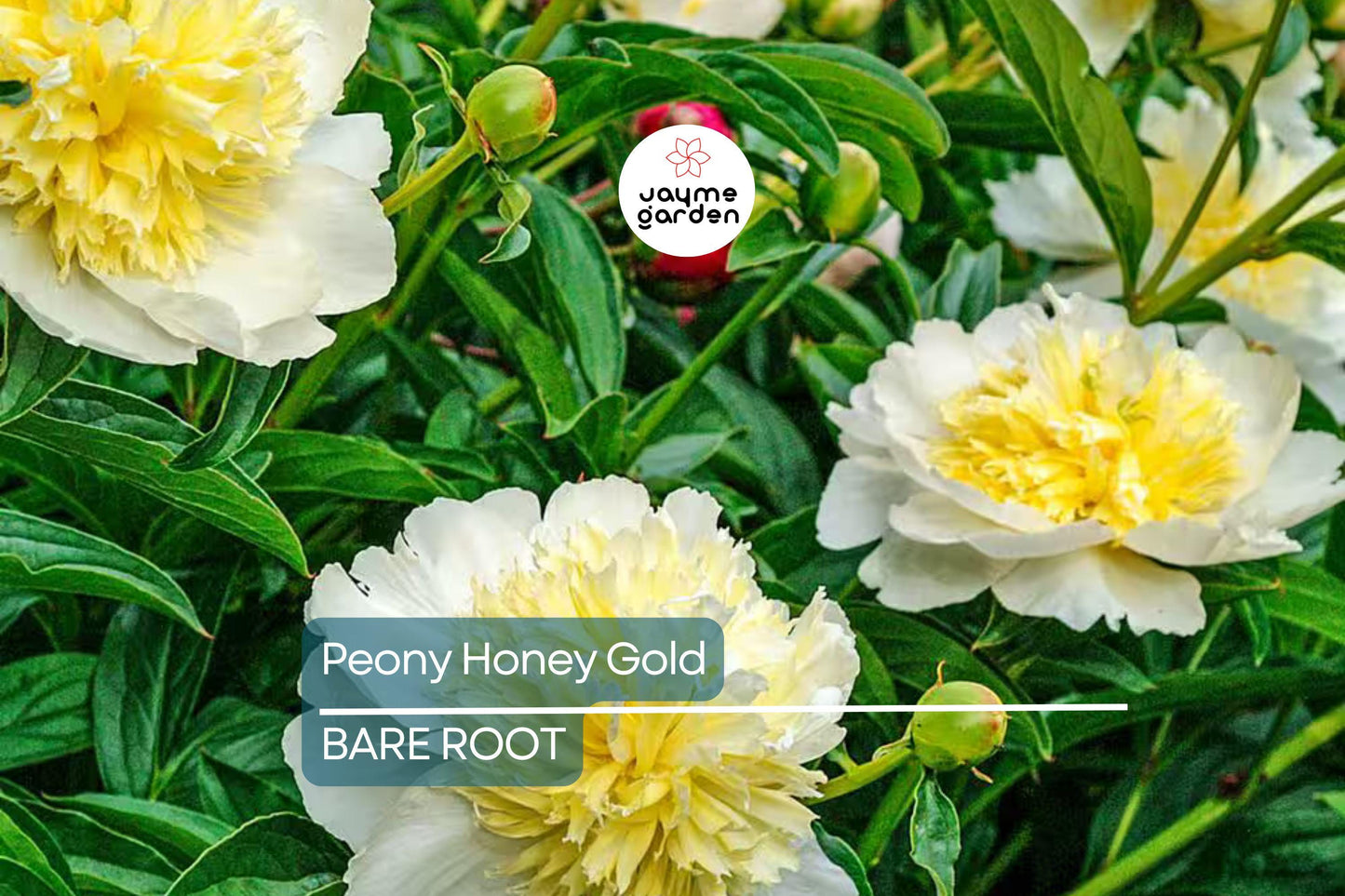 Peony Honey Gold | Bare Root | 2+ Eyes | Fragrant White & Gold Blooms | Perennial for Zones 3-8 | Stunning Mid-Spring Flowers