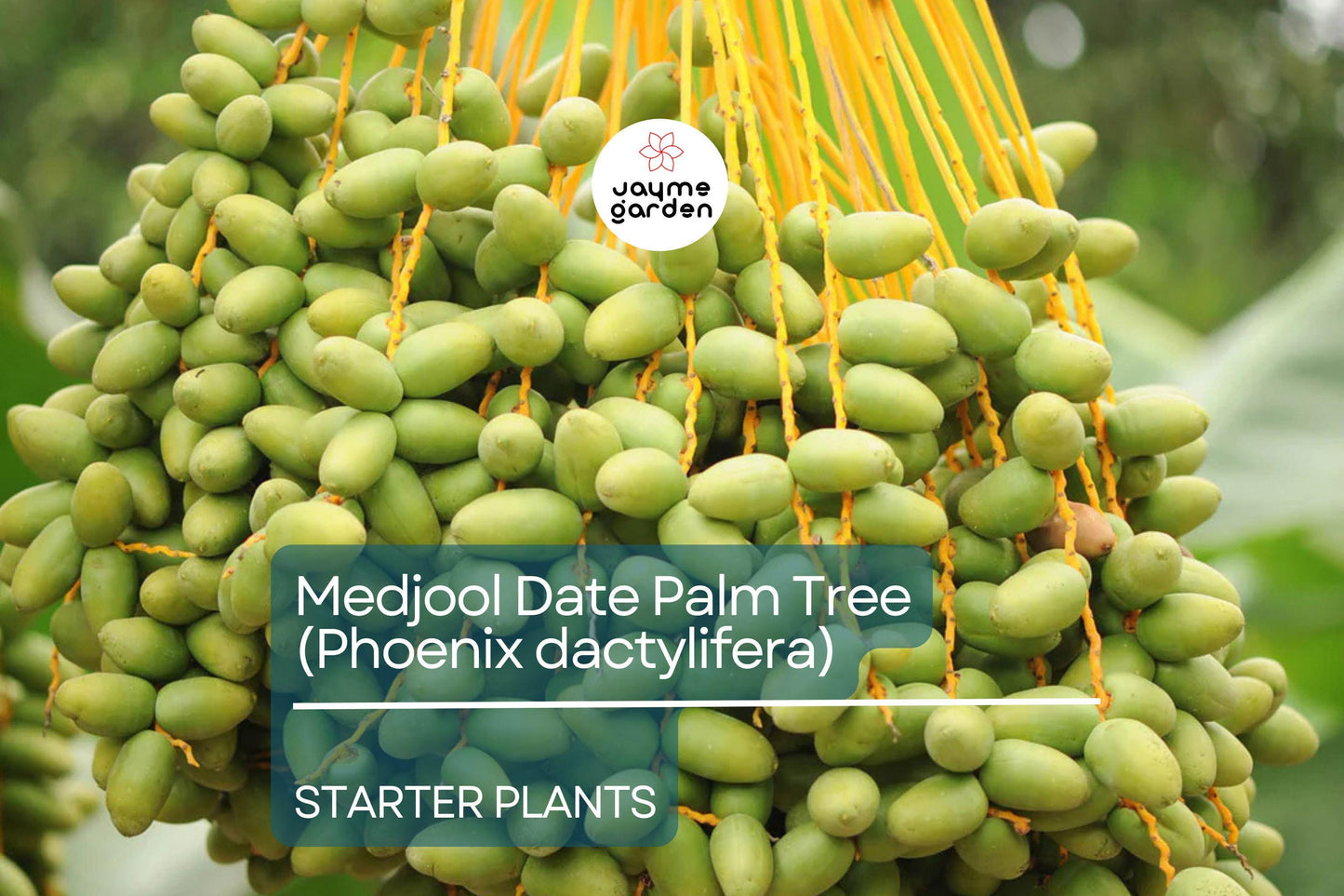 Medjool Date Palm Tree - 7" Potted, 5+ Years Old, Phoenix Dactylifera, 1 Live Starter Plant, 38"+ Tall - Edible & Ornamental