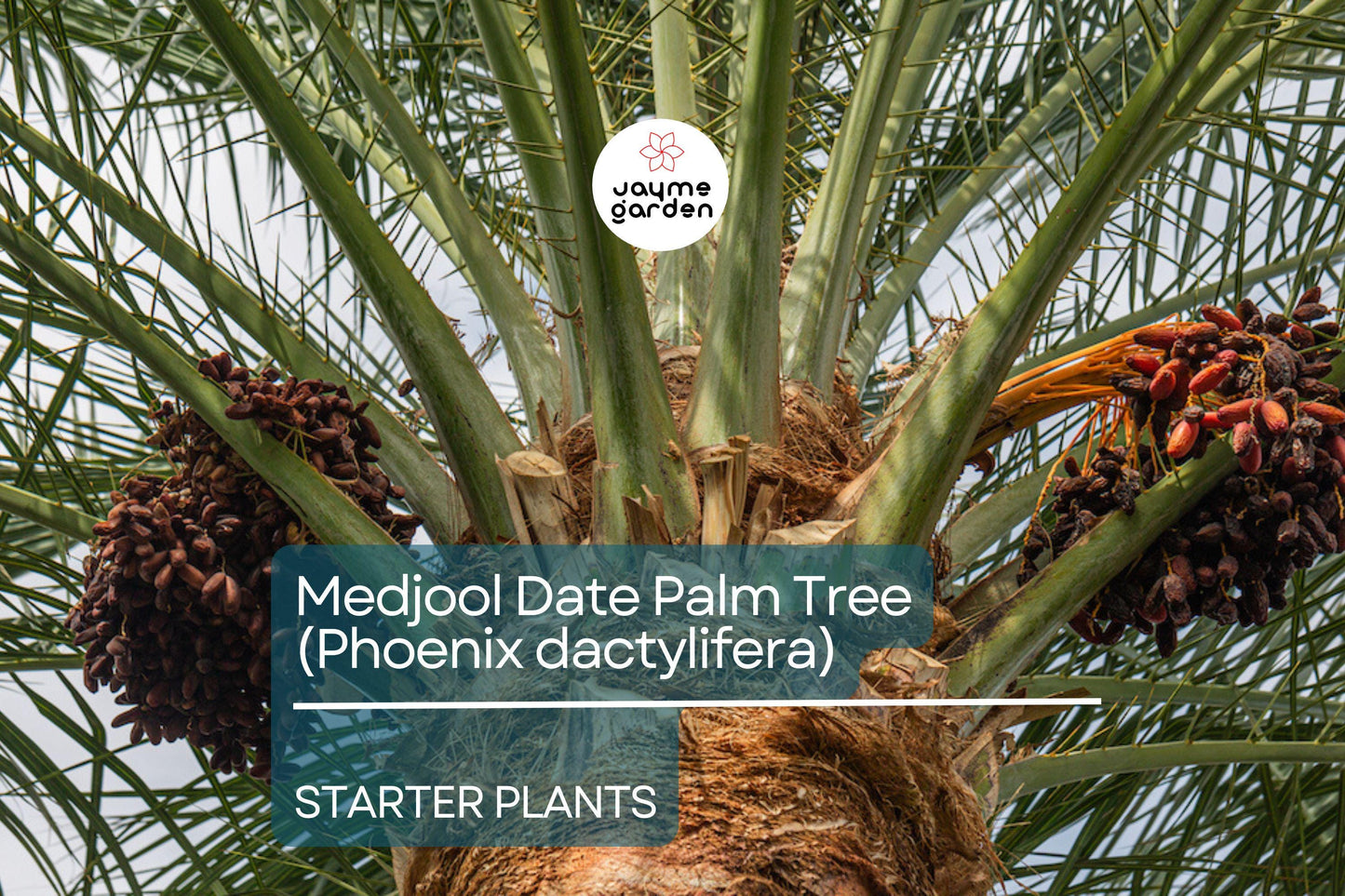 Medjool Date Palm Tree - 7" Potted, 5+ Years Old, Phoenix Dactylifera, 1 Live Starter Plant, 38"+ Tall - Edible & Ornamental