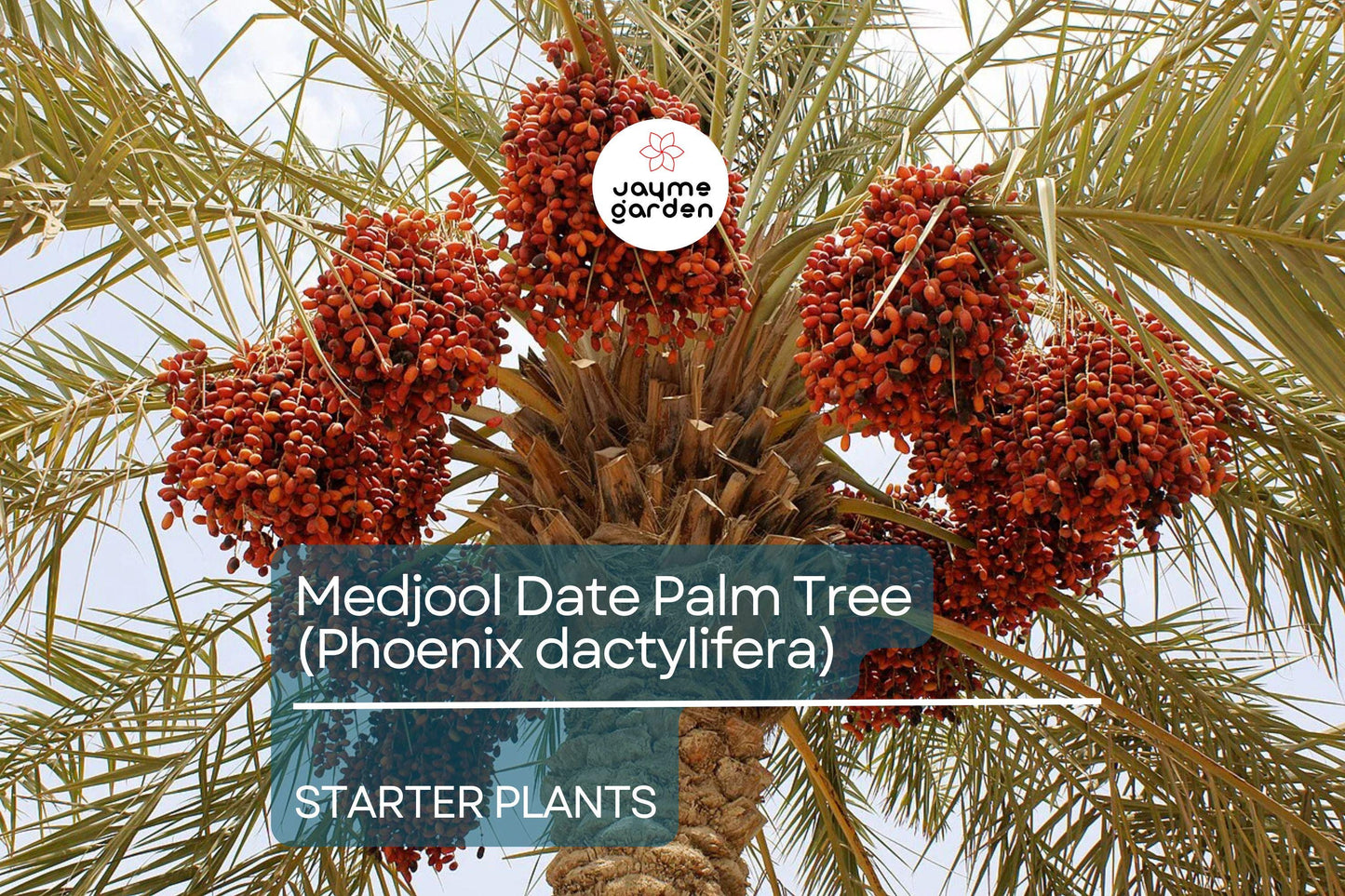 Medjool Date Palm Tree - 7" Potted, 5+ Years Old, Phoenix Dactylifera, 1 Live Starter Plant, 38"+ Tall - Edible & Ornamental