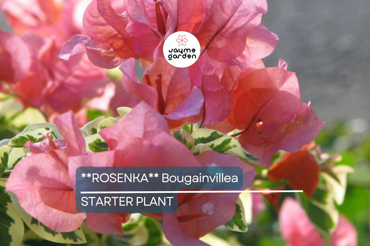 Rosenka Bougainvillea Starter Plant | Rare Well-Rooted Plug | Colorful Live Evergreen | Tropical Vine for USDA Zones 9+