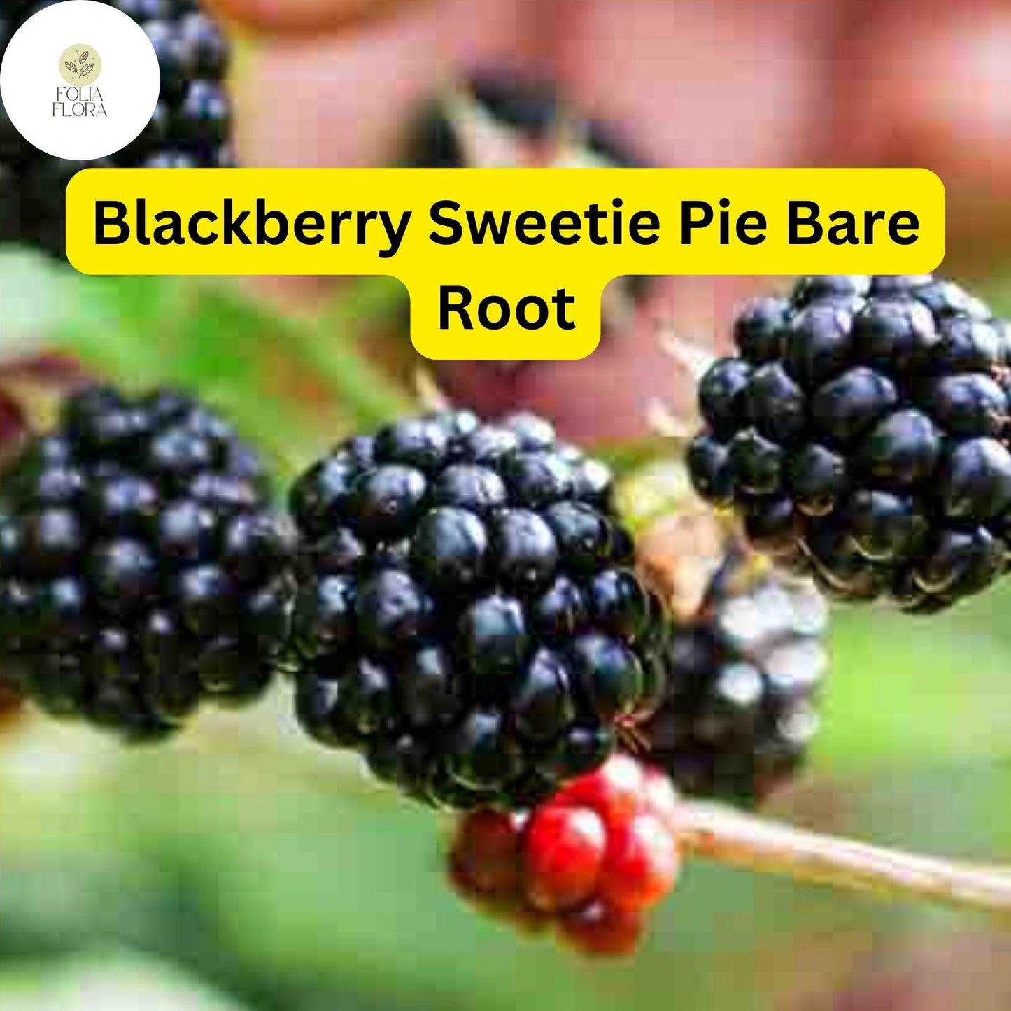 1 Sweetie Pie Blackberry Plant - Rubus Bare Root Starter Plant