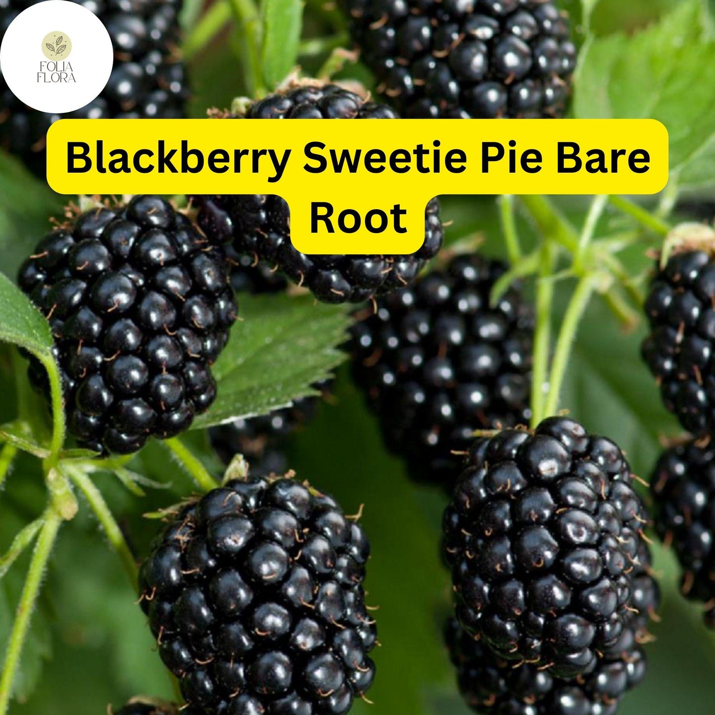 1 Sweetie Pie Blackberry Plant - Rubus Bare Root Starter Plant