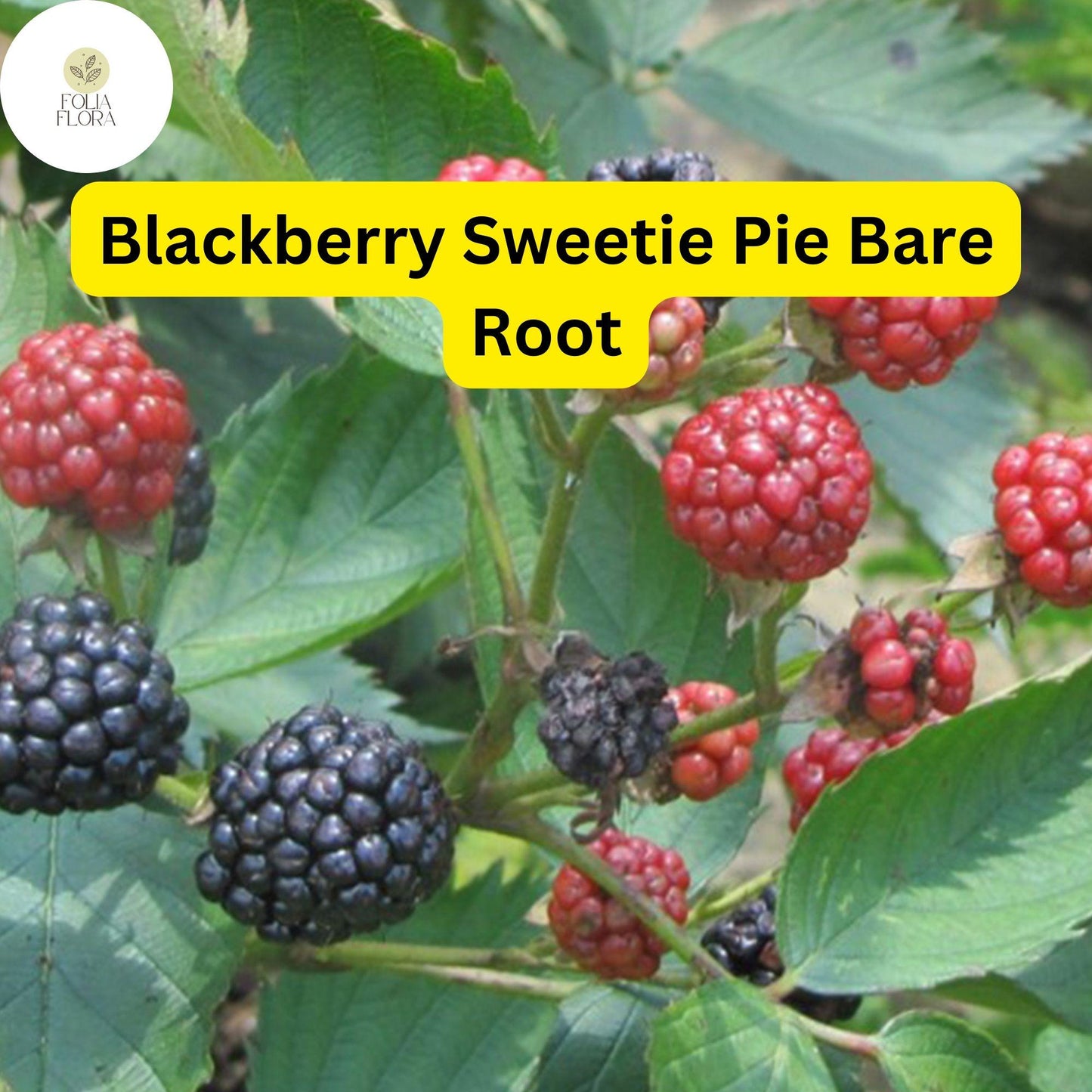 1 Sweetie Pie Blackberry Plant - Rubus Bare Root Starter Plant