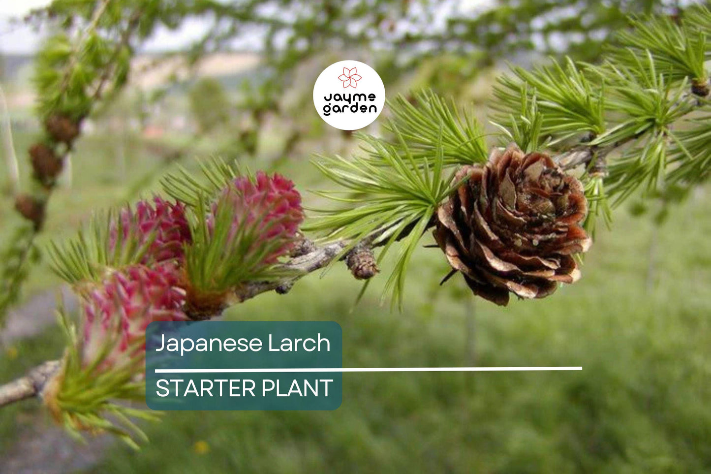 Japanese Larch Tree (Larix kaempferi) | 12–14" Live Seedling | Perfect for Bonsai | 2-Year-Old Deciduous Conifer
