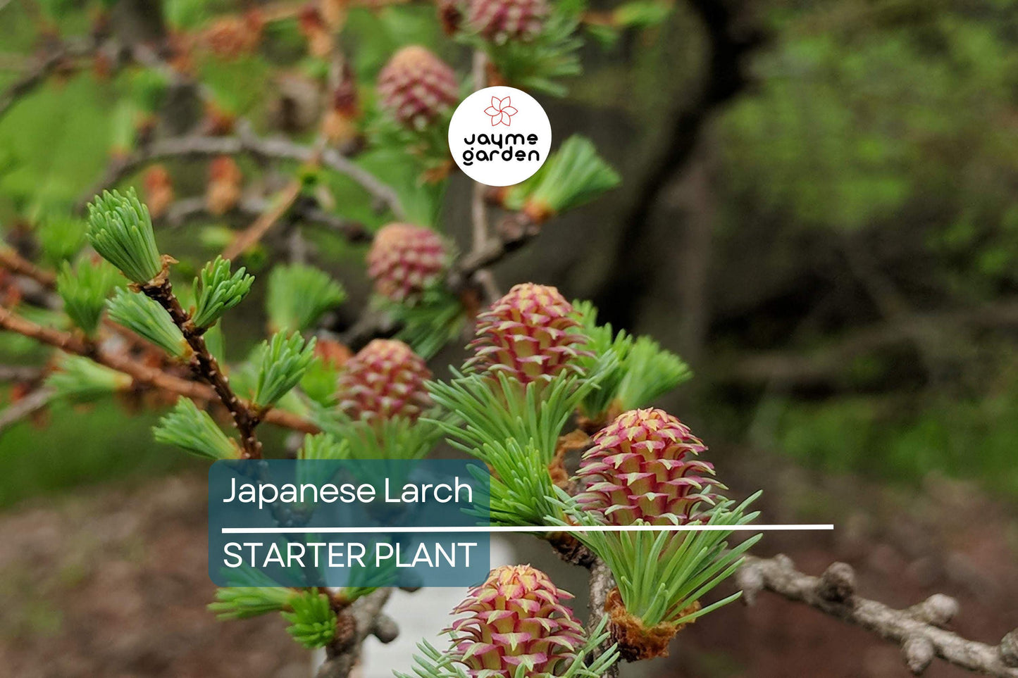 Japanese Larch Tree (Larix kaempferi) | 12–14" Live Seedling | Perfect for Bonsai | 2-Year-Old Deciduous Conifer