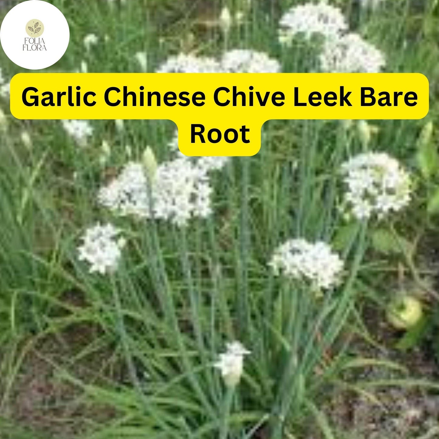 30 Bare Roots Live Plants Fresh Garlic Chives Chinese Leeks (Allium tuberosum)