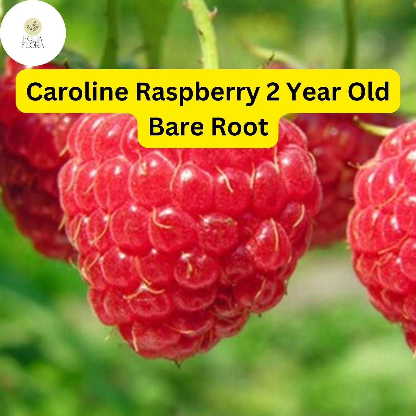 Caroline Raspberry Plants - 2-Year-Old Bare Root Canes, Large Sweet Berries