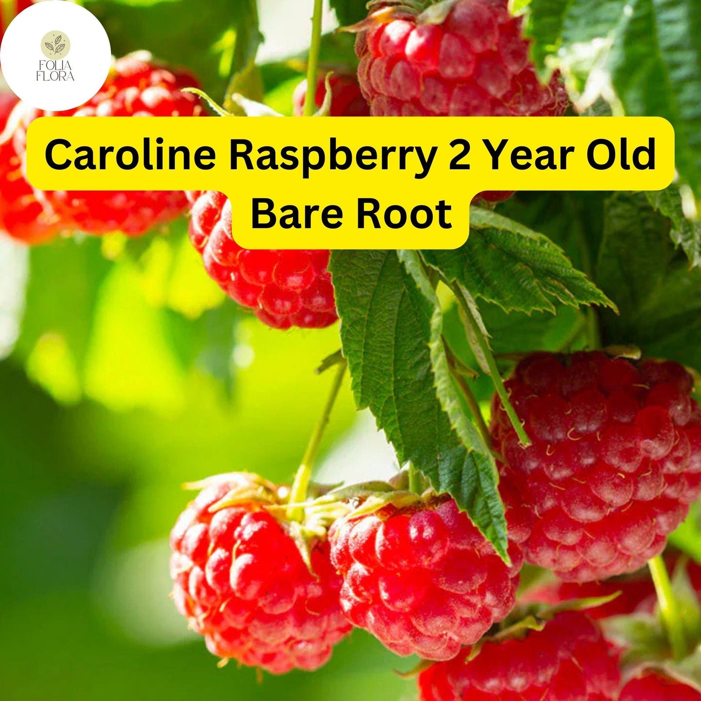 Caroline Raspberry Plants - 2-Year-Old Bare Root Canes, Large Sweet Berries