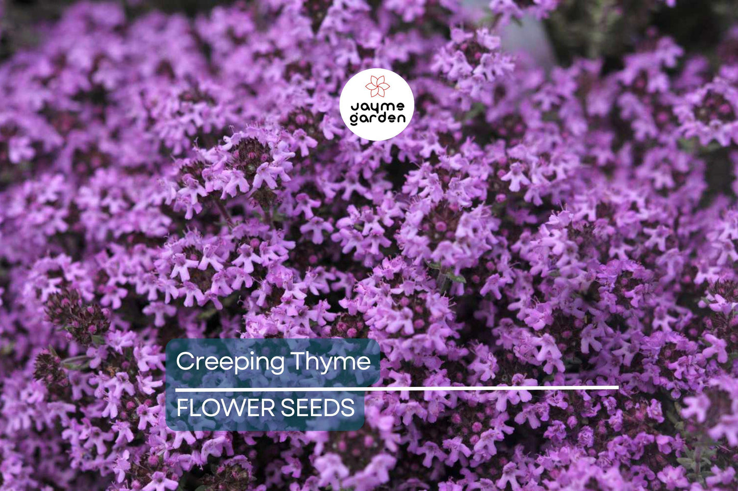 1,000 Creeping Thyme Seeds | Dwarf 6" Variety | Beautiful Blooms, Non-GMO, USA
