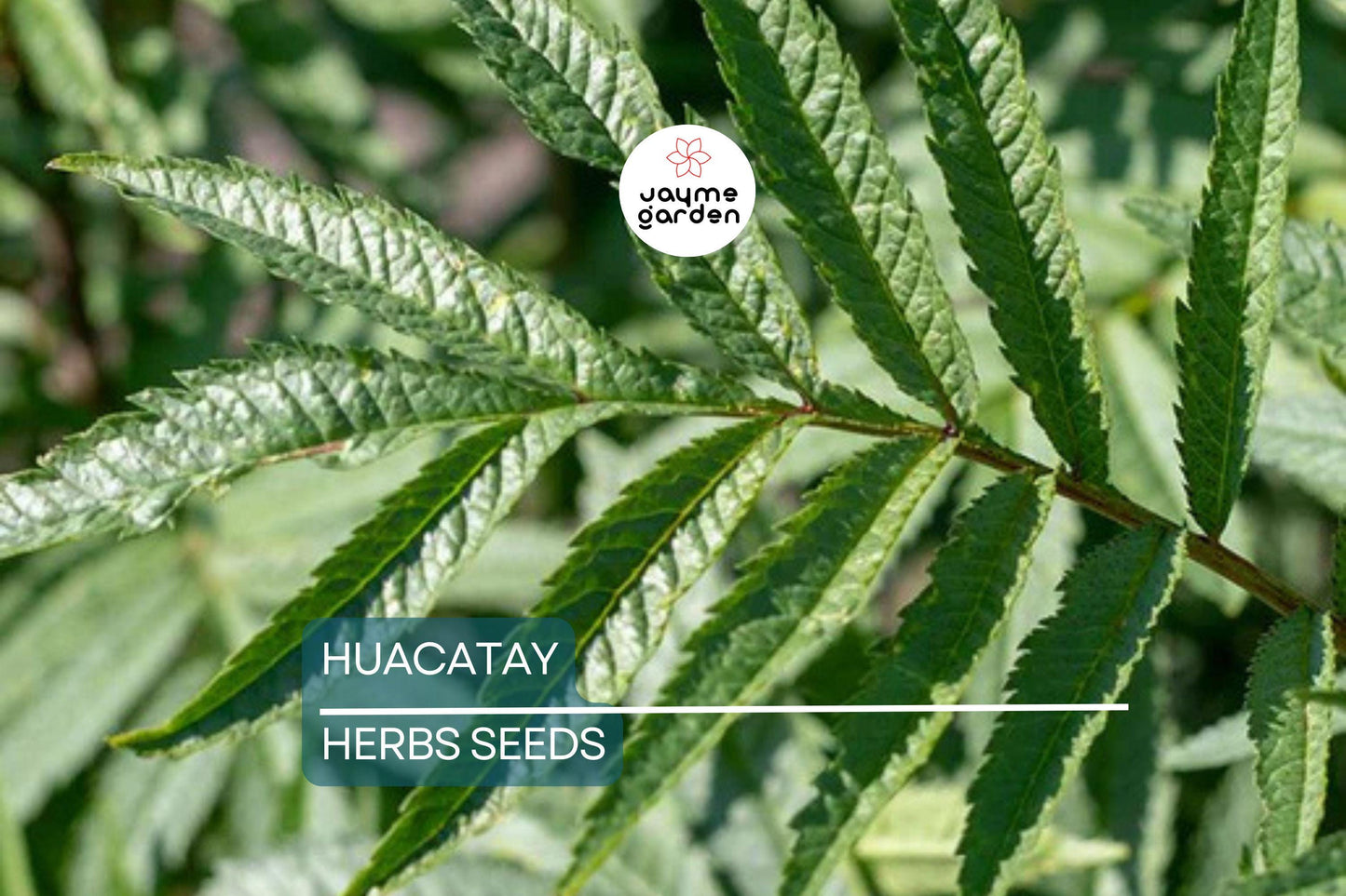 300 Huacatay Seeds (Black Mint) - Peruvian Culinary & Medicinal Herb - Tagetes Minuta - Strong Flavor - Organic and Fresh
