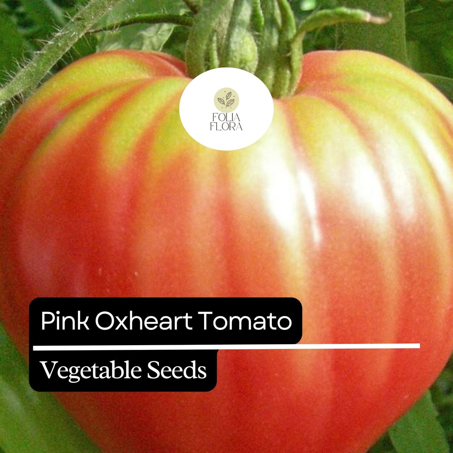 30 Pink Oxheart Tomato Seeds (Solanum lycopersicum) – Heirloom, Non-GMO, Large Juicy Tomatoes, Rich Flavor