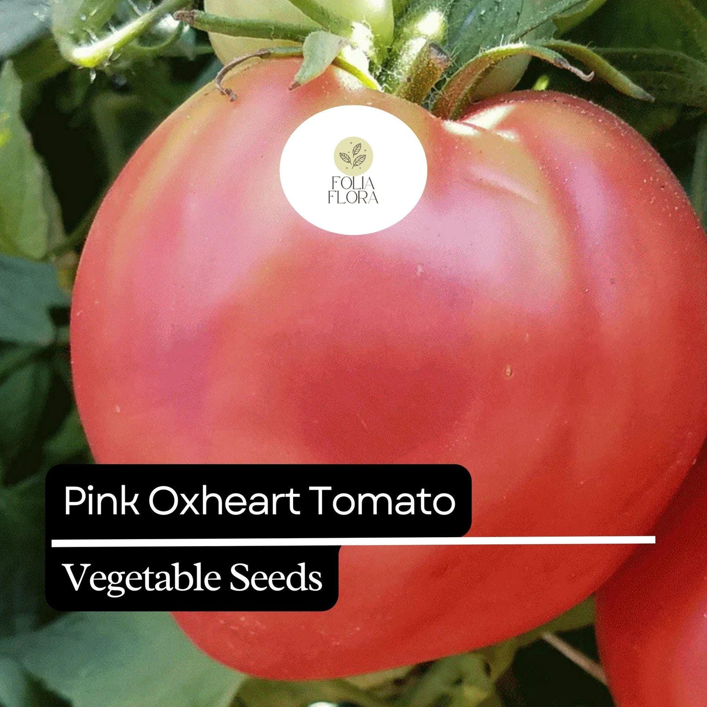 30 Pink Oxheart Tomato Seeds (Solanum lycopersicum) – Heirloom, Non-GMO, Large Juicy Tomatoes, Rich Flavor
