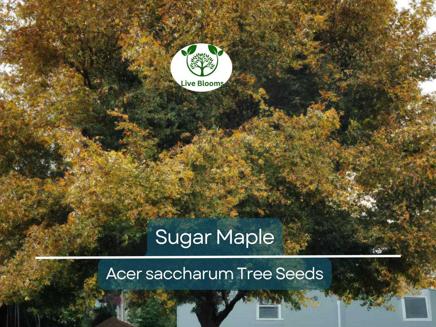 30 Sugar Maple Tree Seeds (Acer saccharum), Fall Color, Edible Maple Syrup Source, Hardy, Shade Tree, Perfect for Landscaping & Gardening