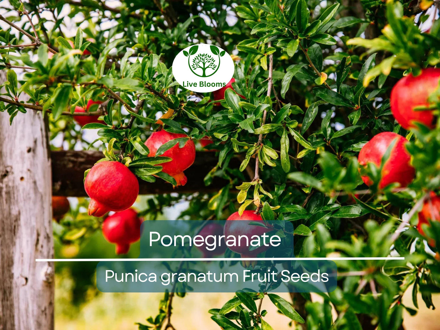 25 Pomegranate Seeds (Punica granatum) - Sweet Tropical Edible Fruit Shrub/Tree, Grow Your Own Fresh Pomegranates, Fast Growing, Healthy
